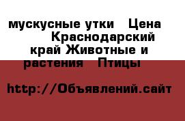 мускусные утки › Цена ­ 500 - Краснодарский край Животные и растения » Птицы   